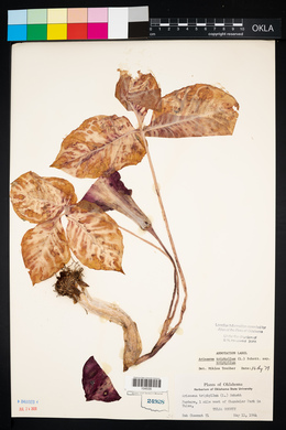 Arisaema triphyllum subsp. triphyllum image