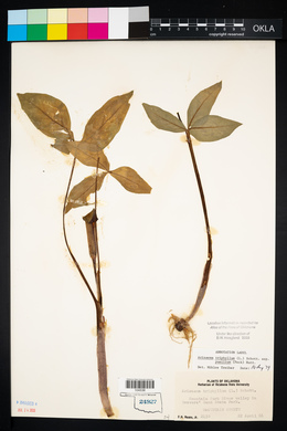 Arisaema triphyllum subsp. pusillum image