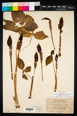 Arisaema triphyllum subsp. pusillum image