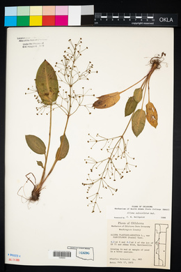 Alisma subcordatum image