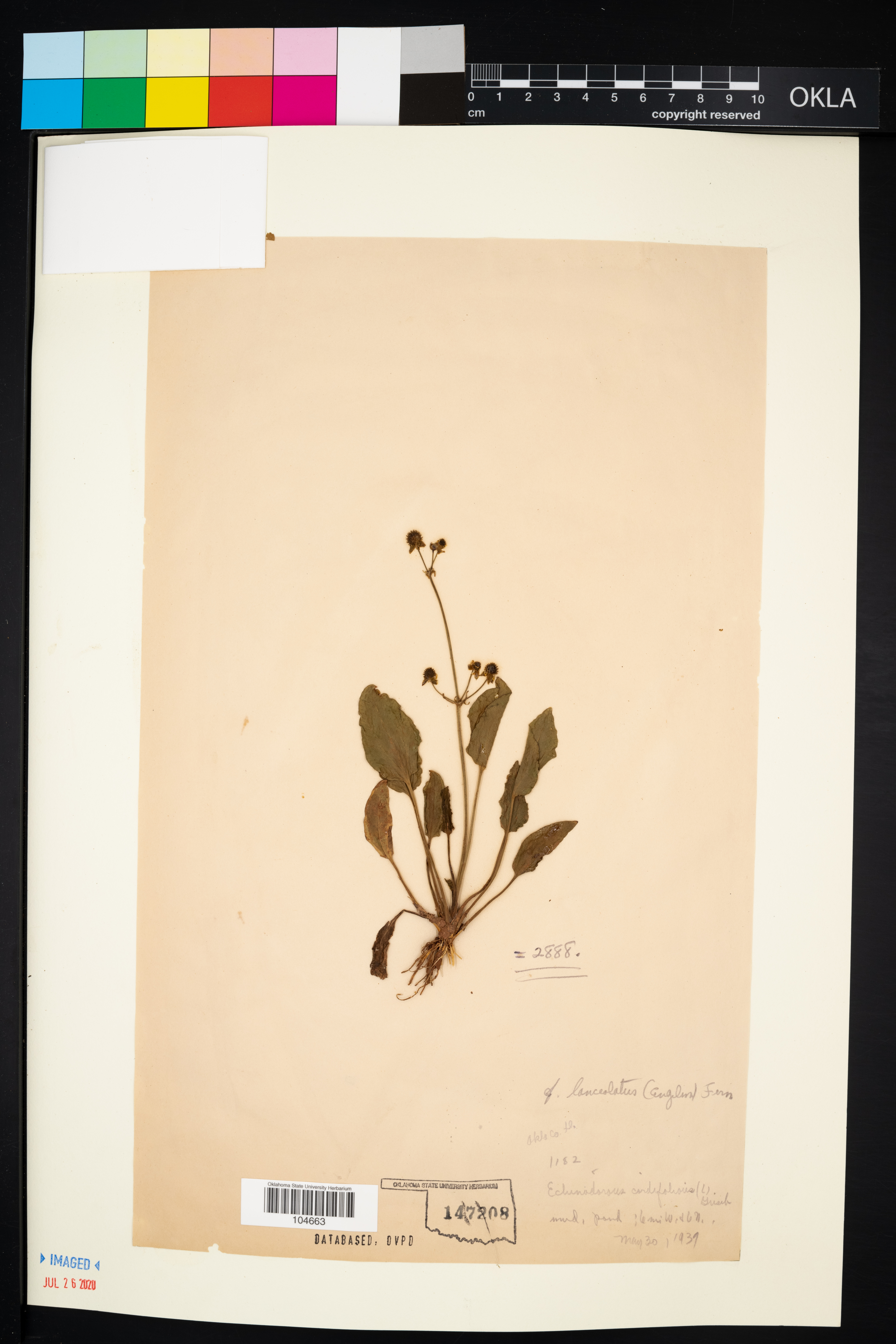 Echinodorus lanceolatus
