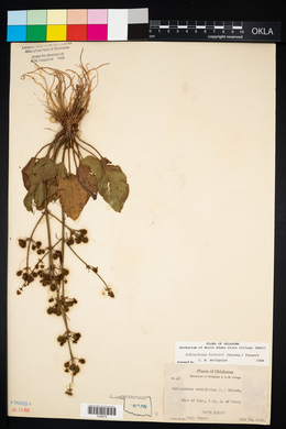 Echinodorus cordifolius image