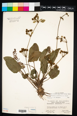 Echinodorus cordifolius image