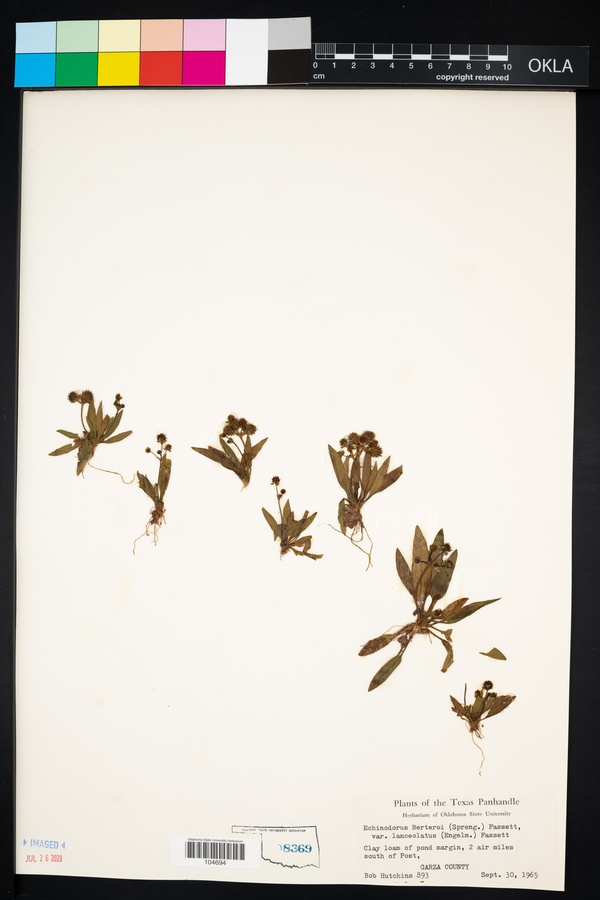 Echinodorus image