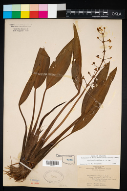 Sagittaria ambigua image