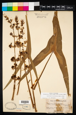 Sagittaria brevirostra image