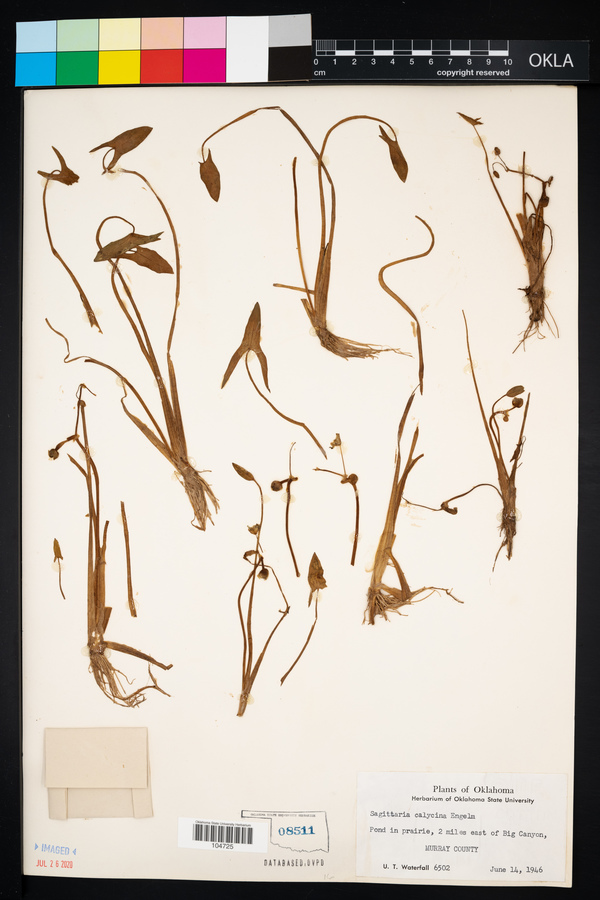 Sagittaria calycina image