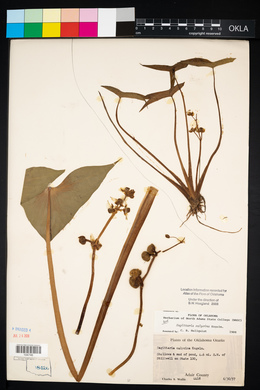 Sagittaria montevidensis subsp. calycina image