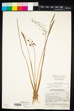 Sagittaria graminea image