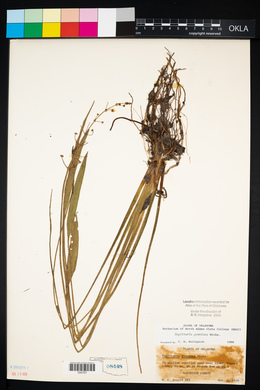 Sagittaria graminea image