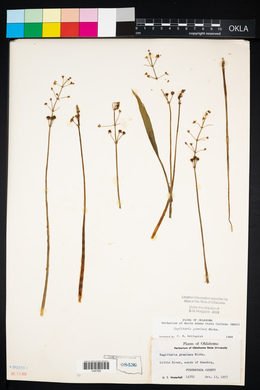 Sagittaria graminea image