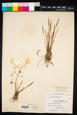 Sagittaria graminea image