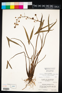 Sagittaria longiloba image