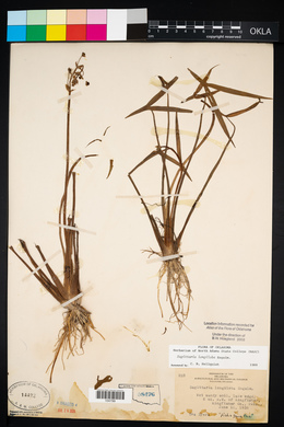 Sagittaria longiloba image