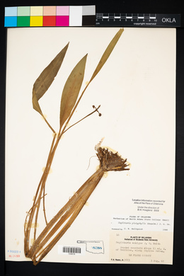 Sagittaria platyphylla image