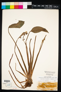 Sagittaria platyphylla image