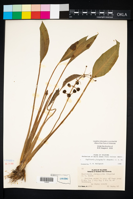 Sagittaria platyphylla image