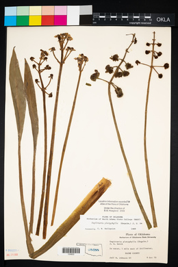 Sagittaria platyphylla image