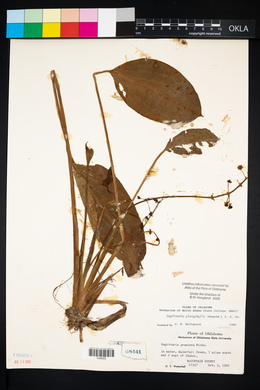 Sagittaria platyphylla image