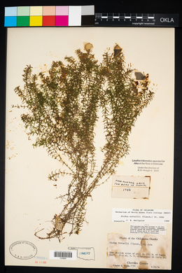 Elodea nuttallii image