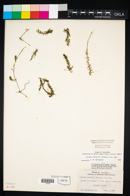 Elodea nuttallii image