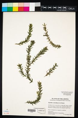 Hydrilla verticillata image