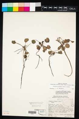 Limnobium spongia image