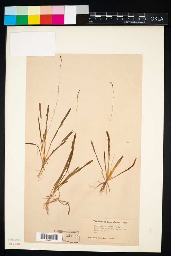 Vallisneria americana image