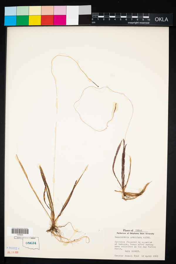 Vallisneria americana image