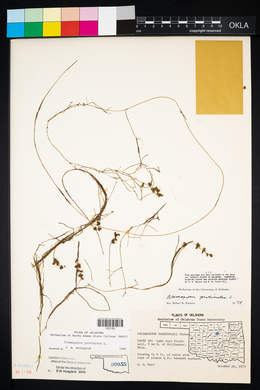 Potamogeton berchtoldii image