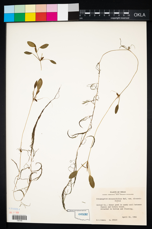 Potamogeton diversifolius var. diversifolius image