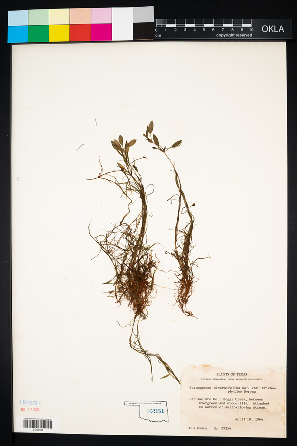 Potamogeton diversifolius var. trichophyllus image