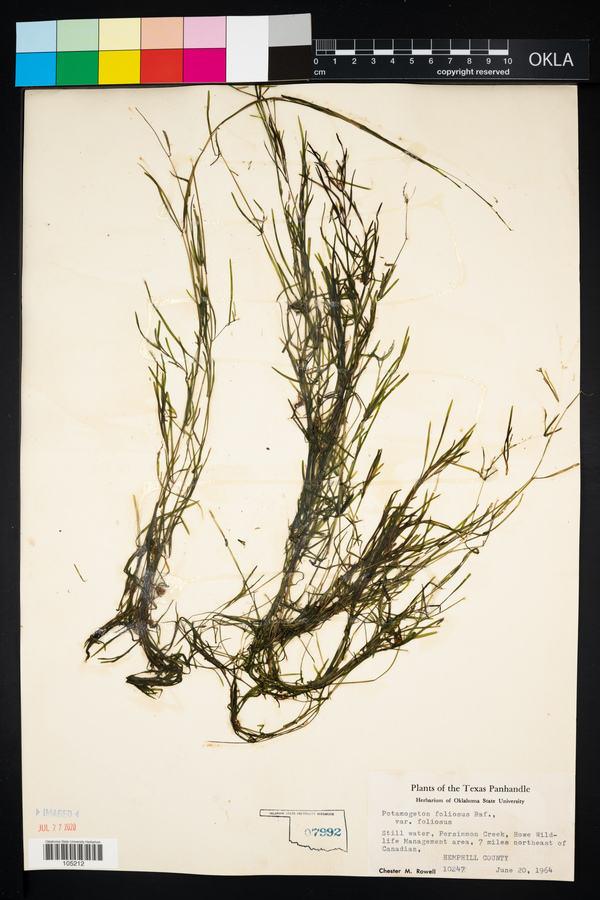 Potamogeton foliosus ssp. foliosus image