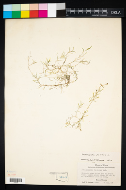 Image of Potamogeton pusillus