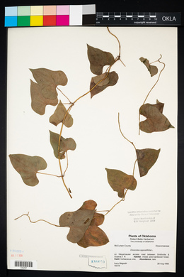 Dioscorea oppositifolia image