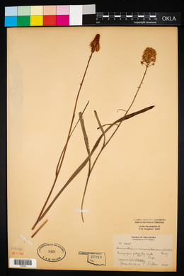 Amianthium muscitoxicum image