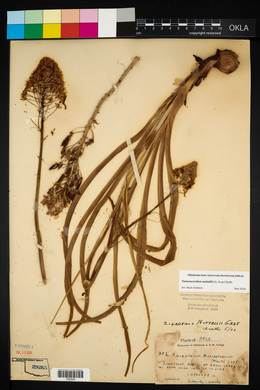 Amianthium muscitoxicum image