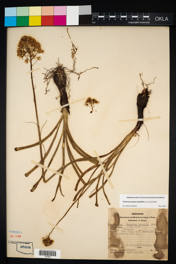 Toxicoscordion nuttallii image