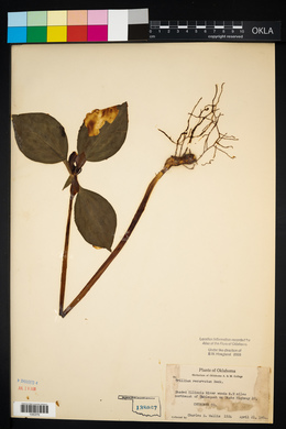 Trillium recurvatum image