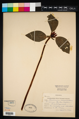 Trillium recurvatum image