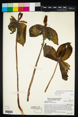 Trillium viridescens image