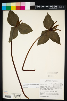 Trillium viridescens image