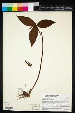 Trillium viridescens image