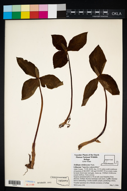 Trillium viridescens image