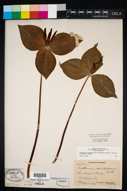 Trillium viridescens image