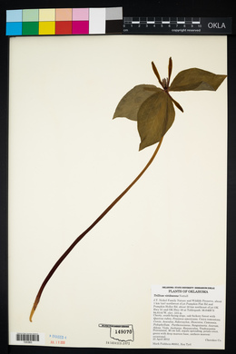 Trillium viridescens image