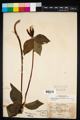 Trillium viridescens image