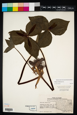 Trillium viridescens image