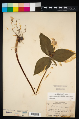 Trillium viridescens image