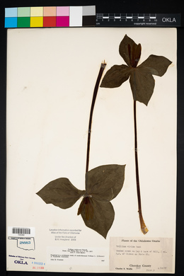 Trillium viridescens image